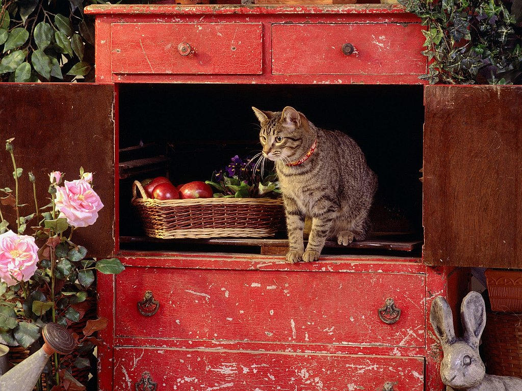 The Comforts of Home